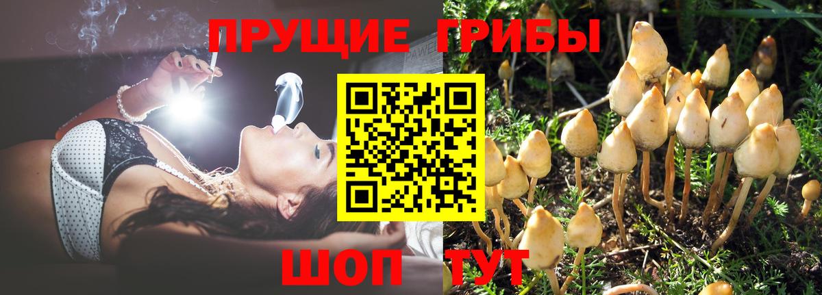 Новоуральск  Псилоцибиновые грибы прущие грибы  наркошоп  Вход с VPN 